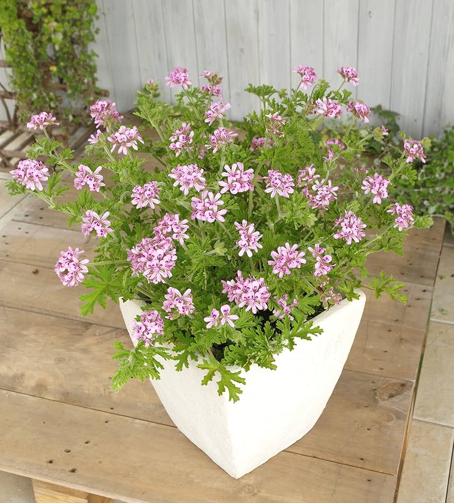 花鳥11 adidas Originals ZX 8000 Hanami Grey FU7311 | eBay